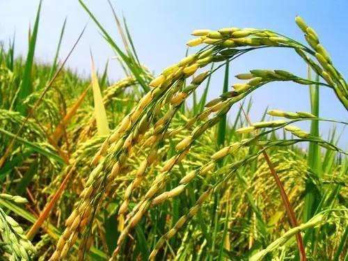 大米如何煮才有營(yíng)養(yǎng)